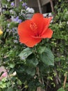 Orange Hibiscus or Rose mallow flower. Royalty Free Stock Photo