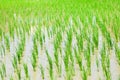 Beautiful rice fields organic tice growing in the garden feeling fresh air in nature.