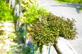 Flower garden on the bamboo fence Royalty Free Stock Photo