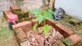 Planting a papaya tree