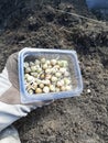 Planting peas. Sprouted peas with the image of the hand.