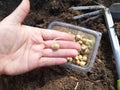 Planting peas. Sprouted peas with the image of the hand.
