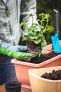 Planting pelargonium flower into window box in garden Royalty Free Stock Photo