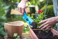 Planting pelargonium flowers into window box in garden. Royalty Free Stock Photo