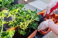 Planting pelargonium geranium flowers into window box in garden