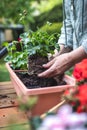Planting pelargonium plant in garden