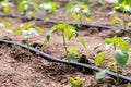 Planting pepper in greenhouse.