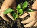 Planting pepper seedlings