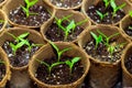 Planting pepper seedlings in containers at a greenhouse