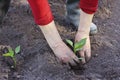 Planting pepper seedlings