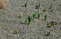 Planting perennial beds with bulbs just after planting. fine gravel is used instead of wood chips. gravel conforms to thermophilic