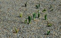 Planting perennial beds with bulbs just after planting. fine gravel is used instead of wood chips. gravel conforms to thermophilic