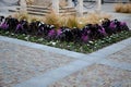 Planting perennial flowers on a flowerbed in a city flowerbed on the square. grow grasses and biennials planting without weeds in Royalty Free Stock Photo