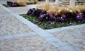 Planting perennial flowers on a flowerbed in a city flowerbed on the square. grow grasses and biennials planting without weeds in Royalty Free Stock Photo