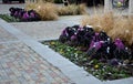 Planting perennial flowers on a flowerbed in a city flowerbed on the square. grow grasses and biennials planting without weeds in Royalty Free Stock Photo