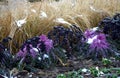 Planting perennial flowers on a flowerbed in a city flowerbed on the square. grow grasses and biennials planting without weeds in Royalty Free Stock Photo