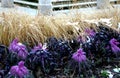 Planting perennial flowers on a flowerbed in a city flowerbed on the square. grow grasses and biennials planting without weeds in Royalty Free Stock Photo