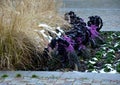 Planting perennial flowers on a flowerbed in a city flowerbed on the square. grow grasses and biennials planting without weeds in Royalty Free Stock Photo