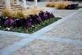 Planting perennial flowers on a flowerbed in a city flowerbed on the square. grow grasses and biennials planting without weeds in Royalty Free Stock Photo