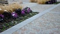 Planting perennial flowers on a flowerbed in a city flowerbed on the square. grow grasses and biennials planting without weeds in Royalty Free Stock Photo