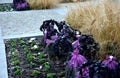 Planting perennial flowers on a flowerbed in a city flowerbed on the square. grow grasses and biennials planting without weeds in Royalty Free Stock Photo