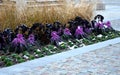 Planting perennial flowers on a flowerbed in a city flowerbed on the square. grow grasses and biennials planting without weeds in Royalty Free Stock Photo