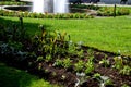 Planting perennials in flower beds. annual rebates are various crescent trees cut between the terrain waves of the lawn mower that Royalty Free Stock Photo