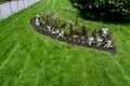 Planting perennials in flower beds. annual rebates are various crescent trees cut between the terrain waves of the lawn mower that Royalty Free Stock Photo