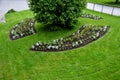 Planting perennials in flower beds. annual rebates are various crescent trees cut between the terrain waves of the lawn mower that Royalty Free Stock Photo