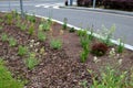 Planting perennials in the flowerbed in a transport growing pot. the gardener mulches with lava brown gravel which prevents the gr Royalty Free Stock Photo