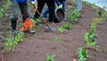 Planting perennials in the flowerbed in a transport growing pot. the gardener mulches with lava brown gravel which prevents the gr Royalty Free Stock Photo