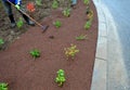 Planting perennials in the flowerbed in a transport growing pot. the gardener mulches with lava brown gravel which prevents the gr Royalty Free Stock Photo
