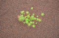 Planting perennials in the flowerbed in a transport growing pot. the gardener mulches with lava brown gravel which prevents the gr Royalty Free Stock Photo