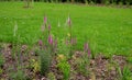 Planting perennials in the flowerbed in a transport growing pot. the gardener mulches with lava brown gravel which prevents the gr Royalty Free Stock Photo