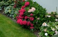 Planting perennials in the flowerbed in a transport growing pot. the gardener mulches with lava brown gravel which prevents the gr Royalty Free Stock Photo