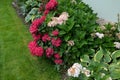 Planting perennials in the flowerbed in a transport growing pot. the gardener mulches with lava brown gravel which prevents the gr Royalty Free Stock Photo