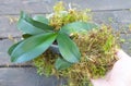 Planting Phalaenopsis Orchid in the moss. Wooden background