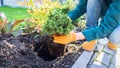 Planting Picea glauca Alberta Globe in the garden. Conifers in landscape design. Gardening work on transplanting plants with a