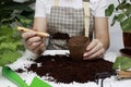 Planting the plant in ecological disposable pots. The hands of a female gardener apply soil for plants in eco pots Royalty Free Stock Photo