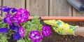 Planting plants and flowers in a pot outdoors. Female hands planting a purple flower in a flowerpot. The gardener Royalty Free Stock Photo