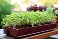 Planting plants, seedlings of vegetables, tomatoes and peppers in a container on the windowsill, preparing and planting plants for