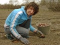 Planting potato Royalty Free Stock Photo