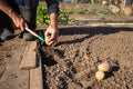 Planting potato in a hole
