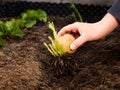 Planting potato tubers into garden bed Royalty Free Stock Photo