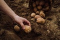 Planting potato tubers in the ground, preparing for the garden season 5