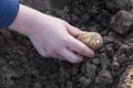 Planting potato tubers into soil Royalty Free Stock Photo