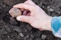 Planting potato tubers into soil Royalty Free Stock Photo