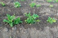 Planting potatoes on black ground with furrows. Plant-based food cultivation, farming, autonomy