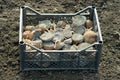 Planting potatoes Royalty Free Stock Photo