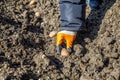 Planting potatoes tuber in a trench